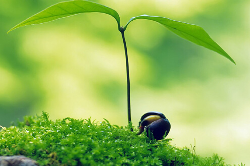 Haryana base top herbal franchise company 